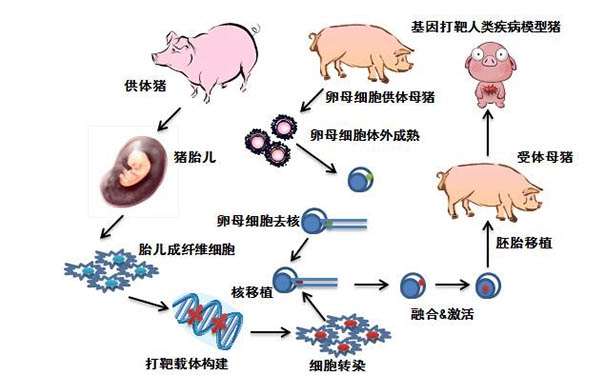 克隆技術