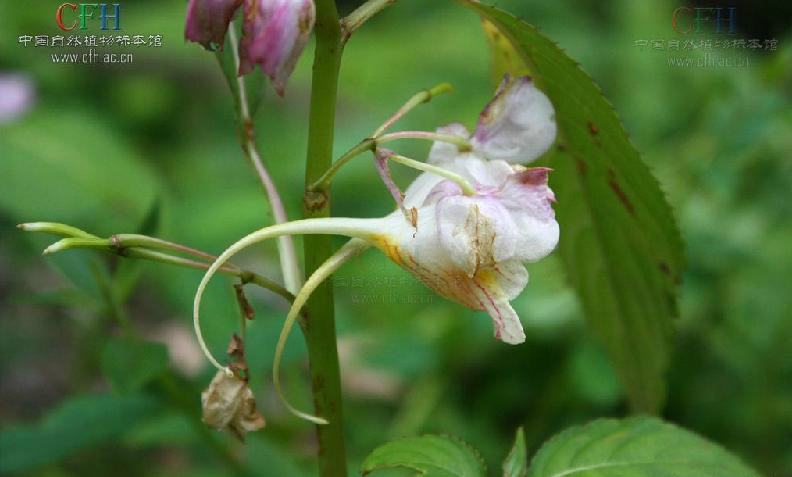 闊萼鳳仙花