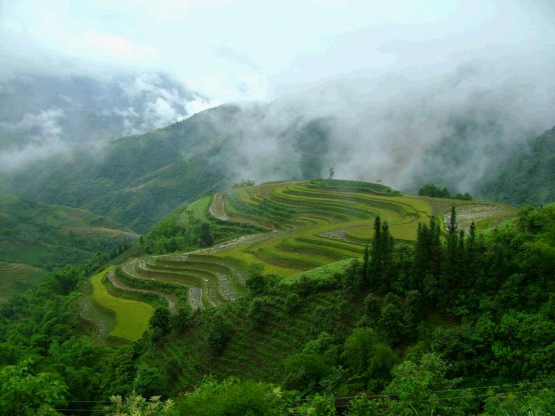 山地種植業