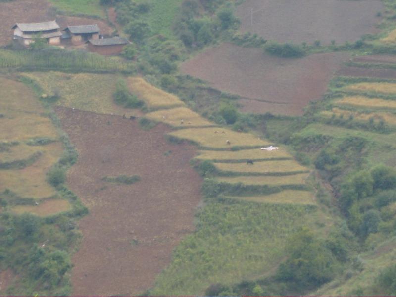 野物桿自然村