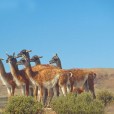 原駝(Guanaco)