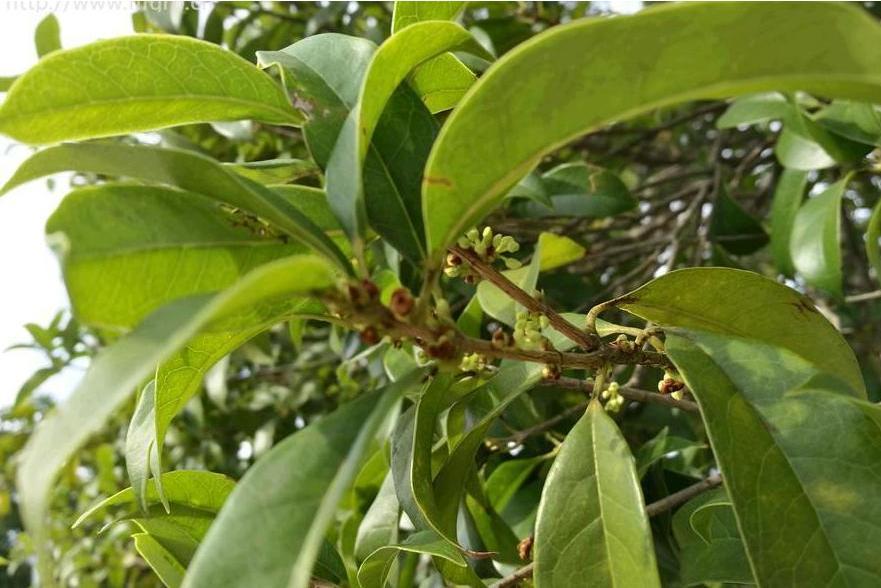 桂花黃山學院24號