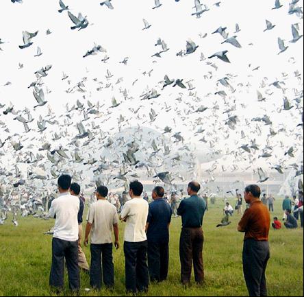 河北省信鴿協會放飛現場