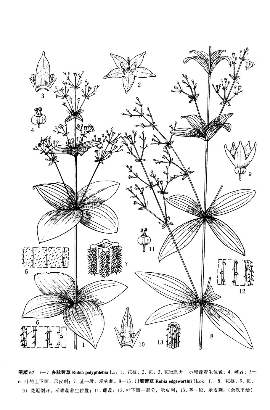 川滇茜草（墨線圖）