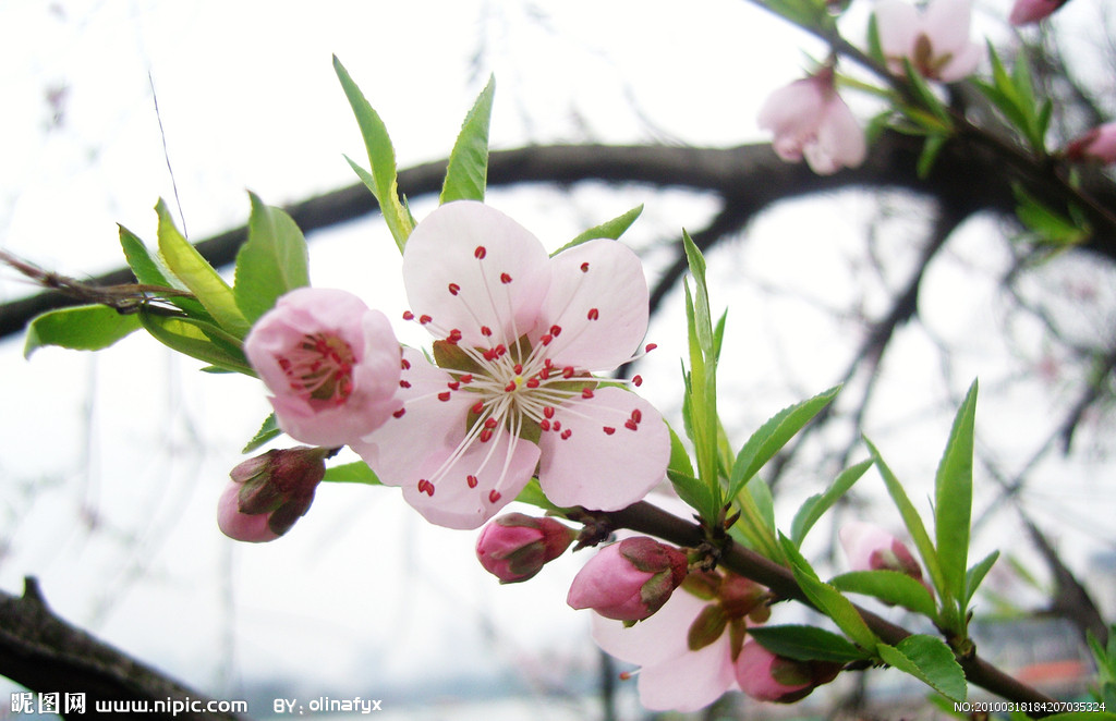 桃花(薔薇科桃李屬植物)