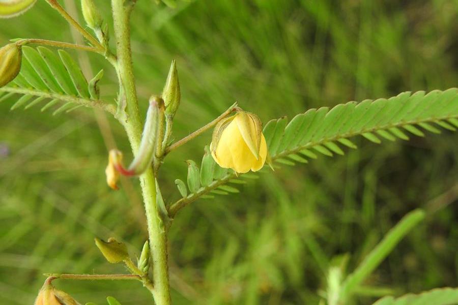 含羞草山扁豆(細槓木)