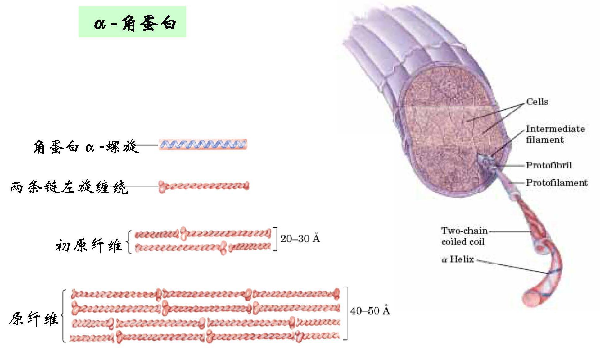 α-角蛋白