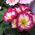 報春花屬(Primula)