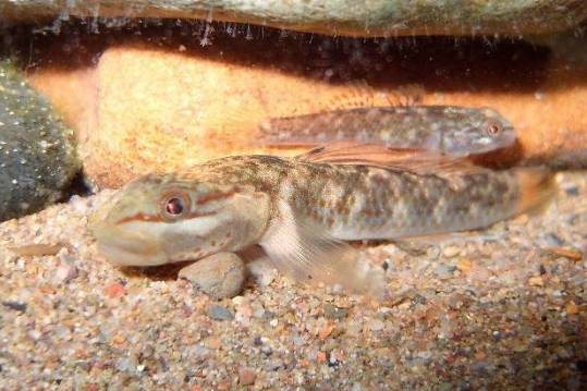 壺鰕虎魚屬