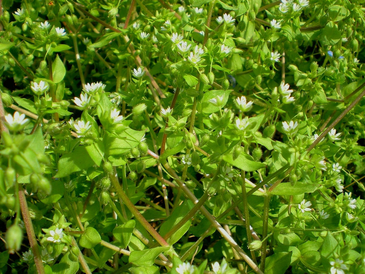 繁縷全株