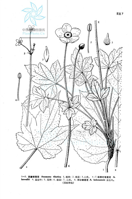 河口銀蓮花