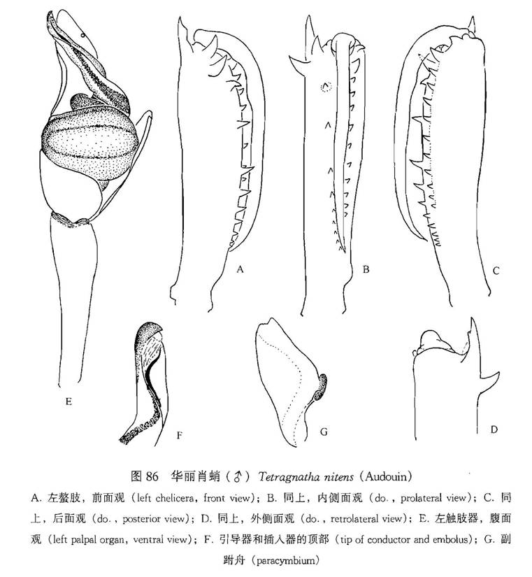 華麗肖蛸