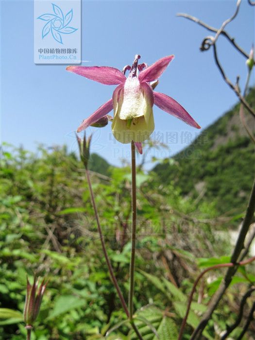 甘肅耬斗菜（變種）