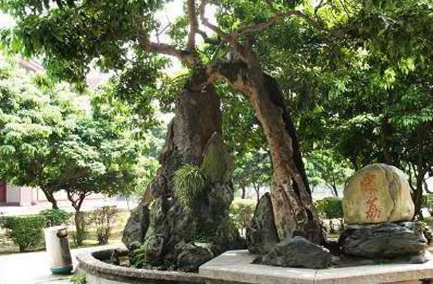 宋家香古荔樹(宋家香)