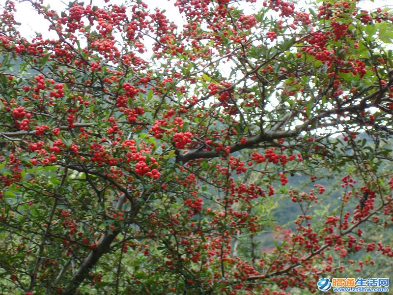 營盤村(雲南省昭通市魯甸縣龍頭山鎮下轄村)