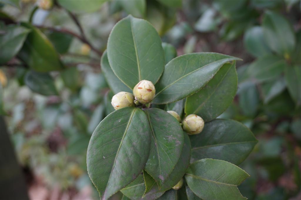 ‘花十八學士’山茶