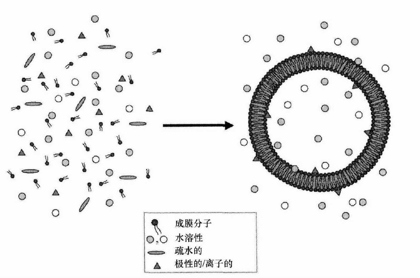 疏水分子自發裝配成囊泡