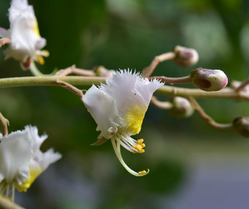 白花風箏果