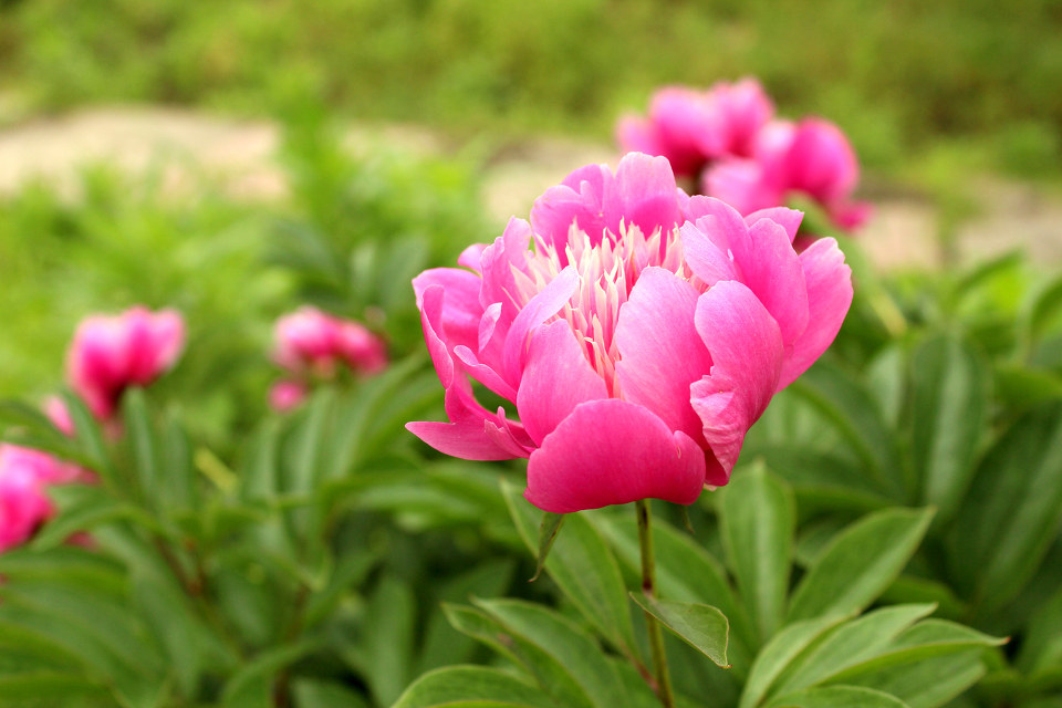 花冠(植物學概念)