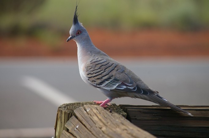 冠鳩屬