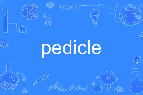 pedicle