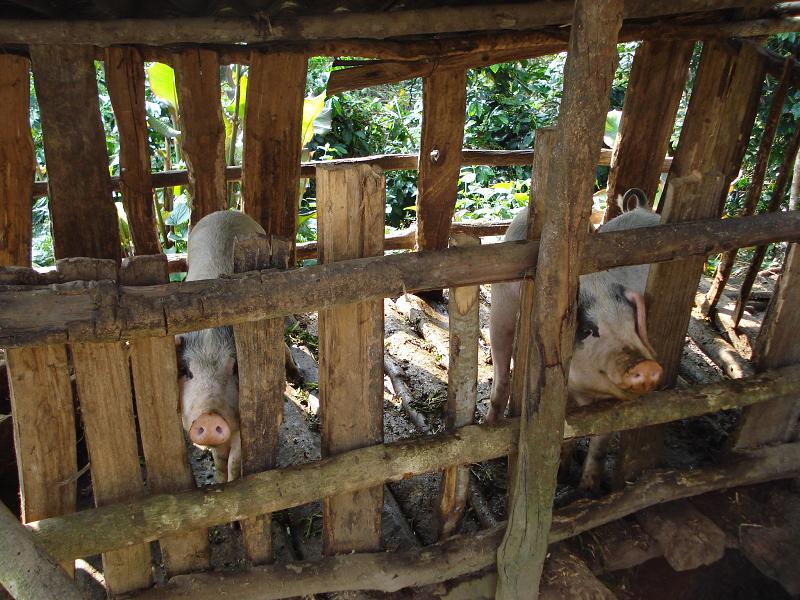 老長地自然村-生豬養殖