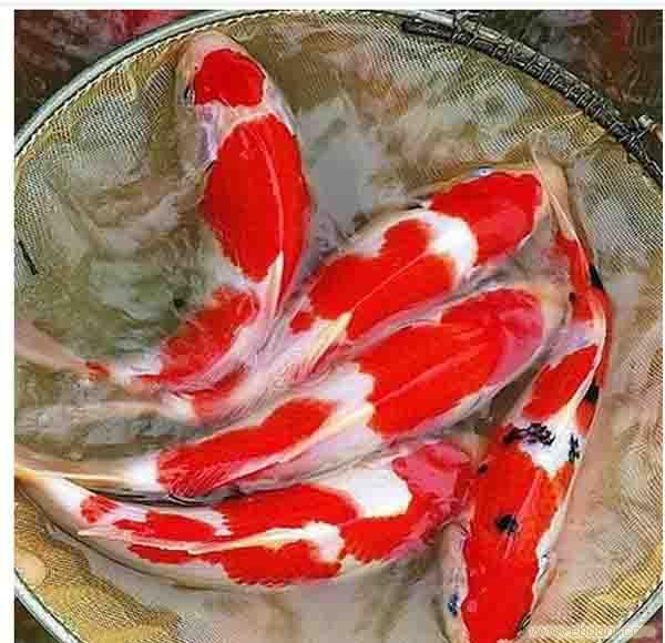 日本錦鯉