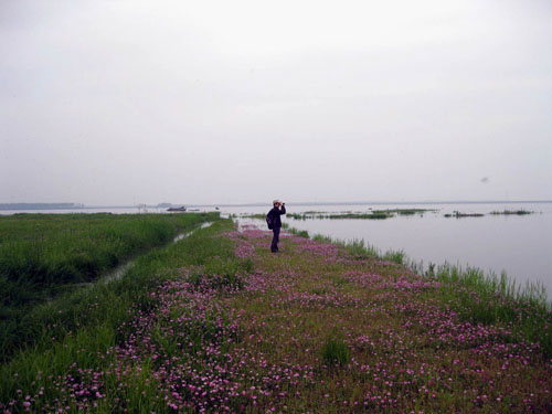 鴛鴦綠島