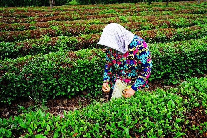 御海灣生態茶園