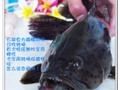 石斑魚