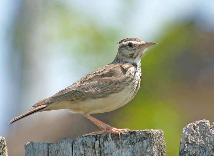 鳳頭百靈俄羅斯亞種