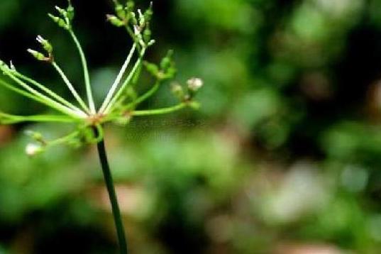 針果芹