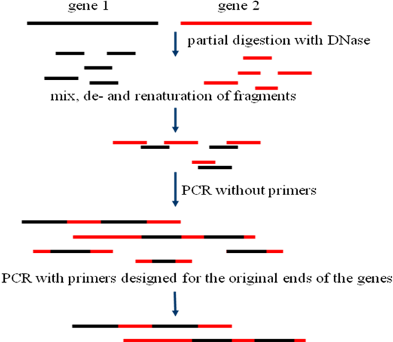 DNA改組