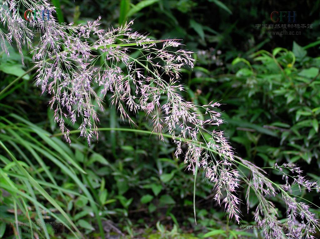 長毛野青茅