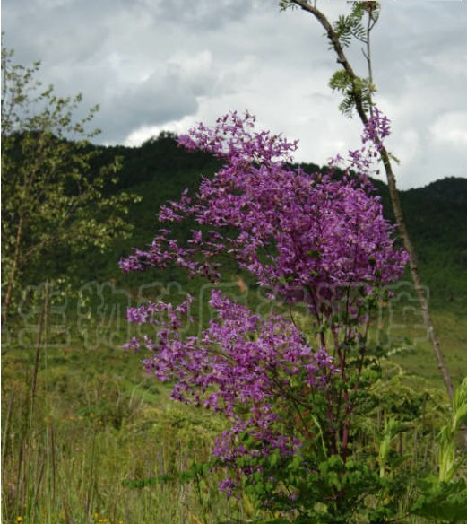 團花馬先蒿