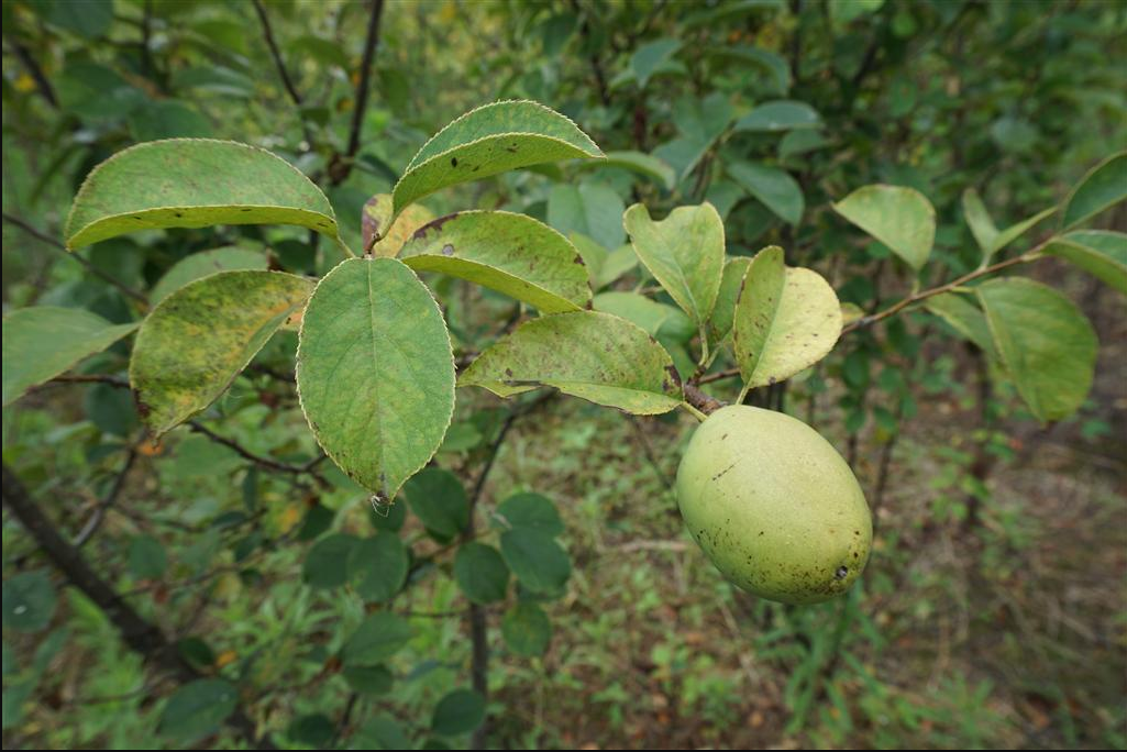 木瓜菏澤44號