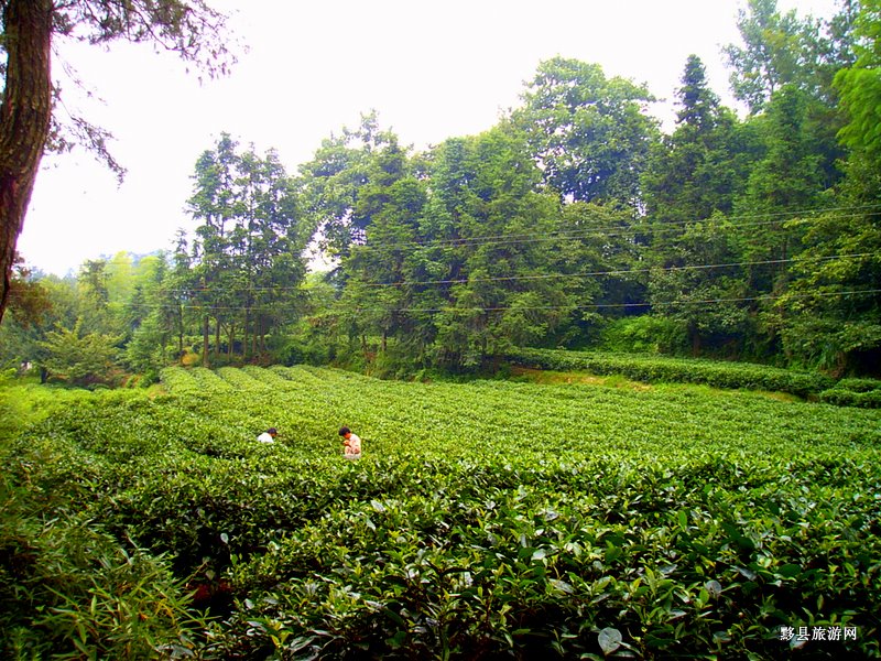 深沖農業生態觀光園