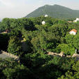 南京紫金山國家森林公園(紫金山森林公園)