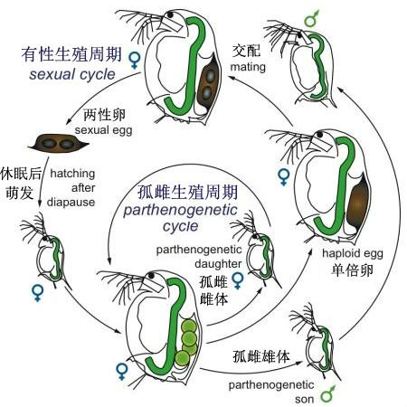 孤雌生殖(單性生殖)