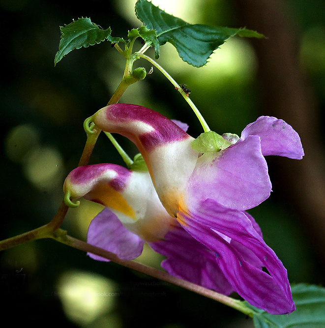 鸚鵡花