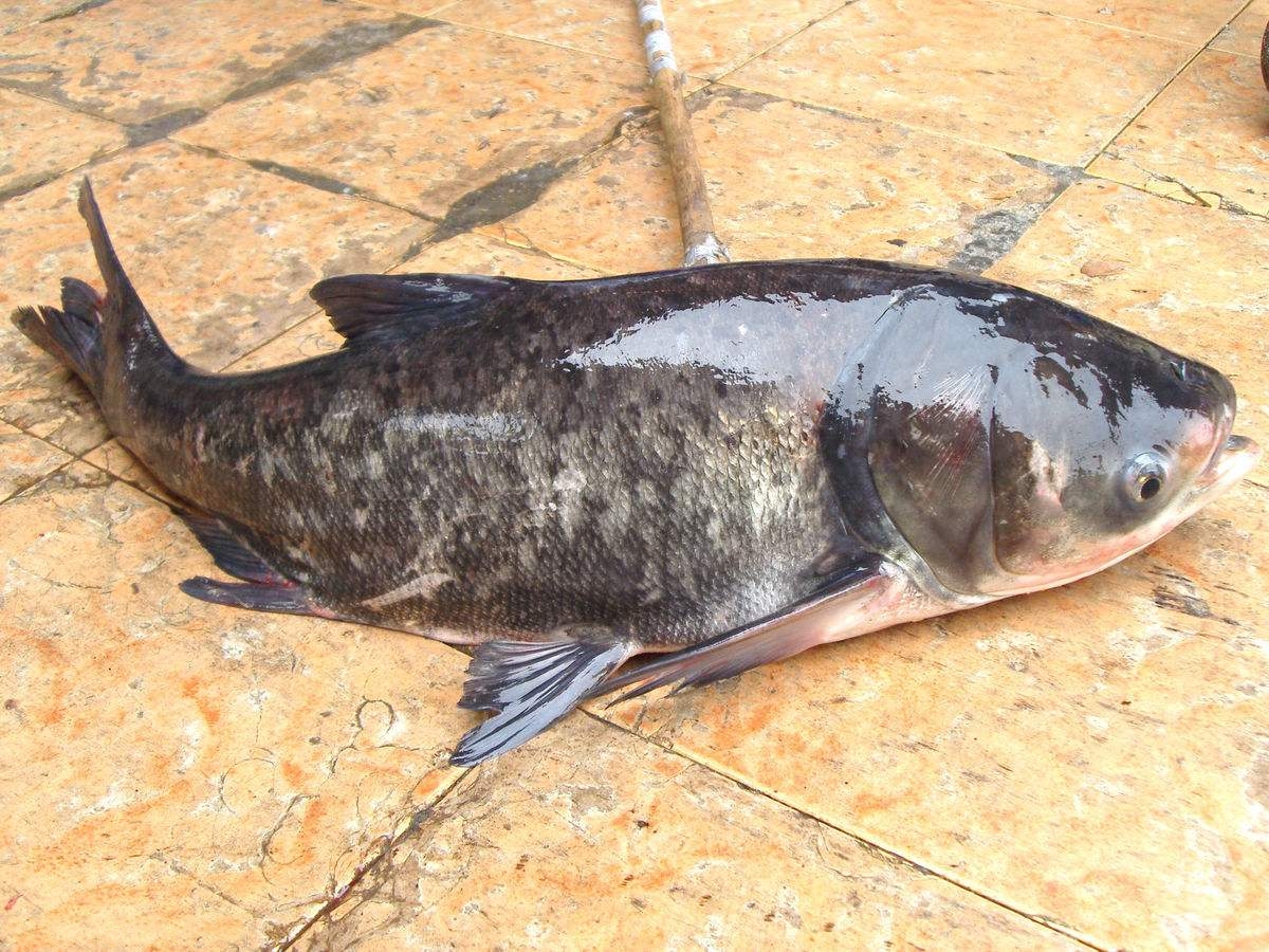 野豬湖胖頭魚