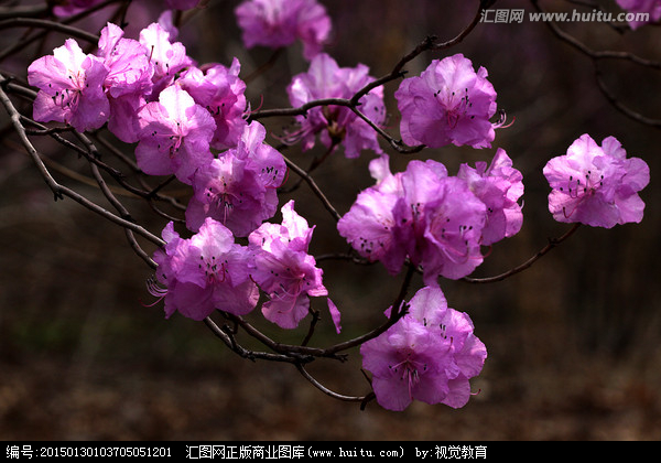 Azalea