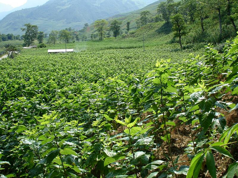 桑園種植業