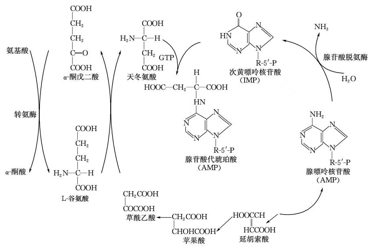 腺苷酸代琥珀酸