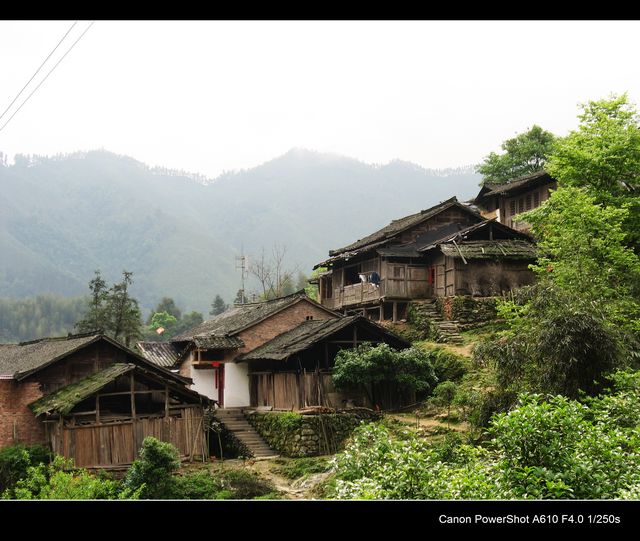 梅子樹村(竹子竹子)