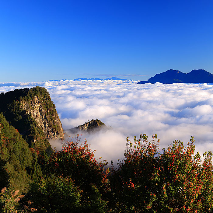 阿里山雲海