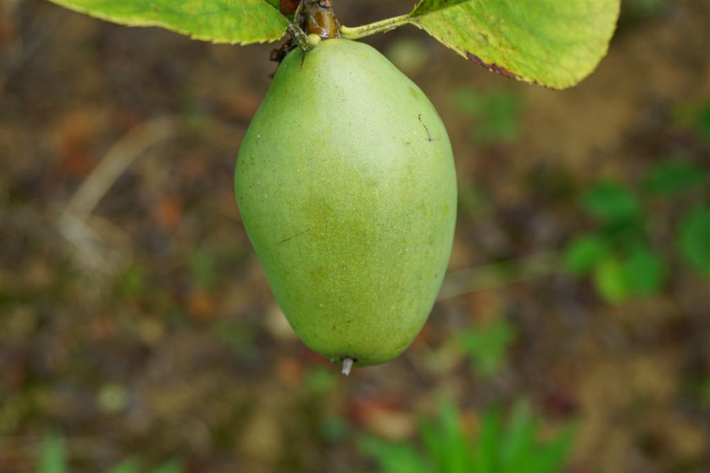 木瓜方城2號