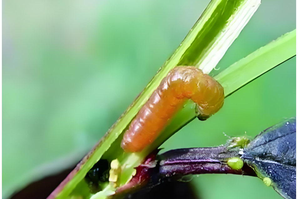 黃芪小食心蟲