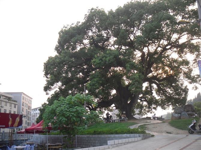 蒲坂村(福建省泉州市德化縣潯中鎮下轄村)