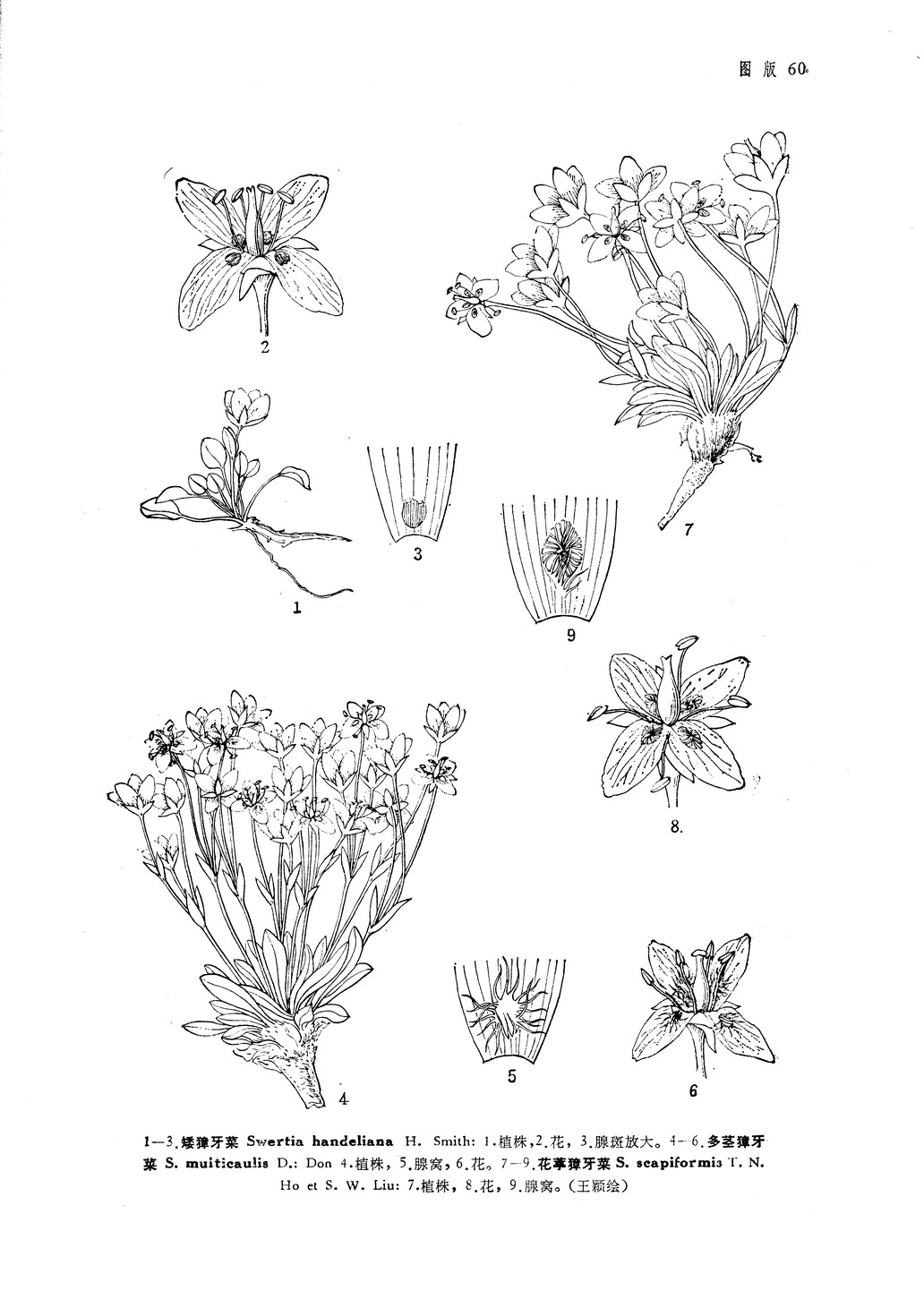 花葶獐牙菜